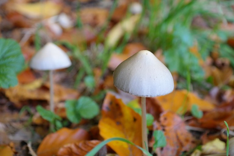 mushroom-228242_960_720.jpg