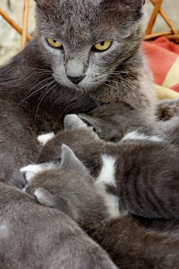 Fierce Mother Cat-IMG_3460-fs-steemit.JPG