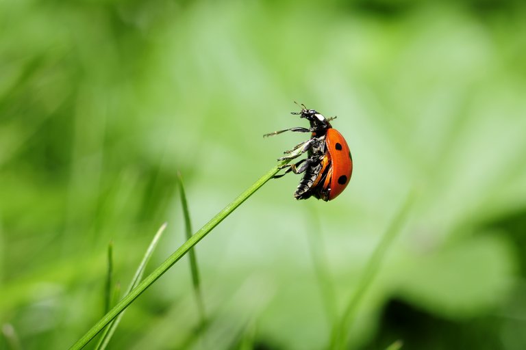 ladybug-796482.jpg