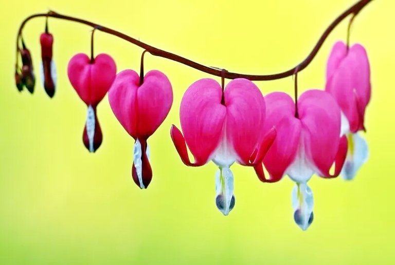 bleeding-hearts~2.jpg