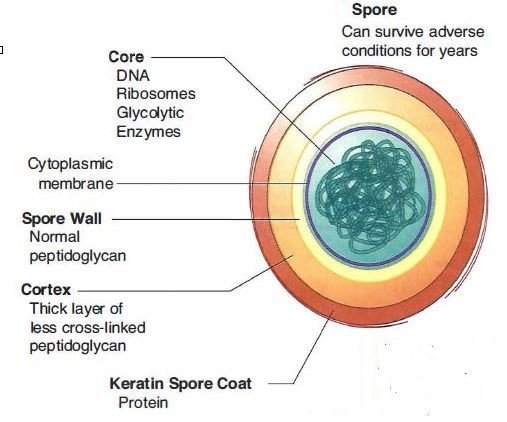 Bacterial-Spore.jpg