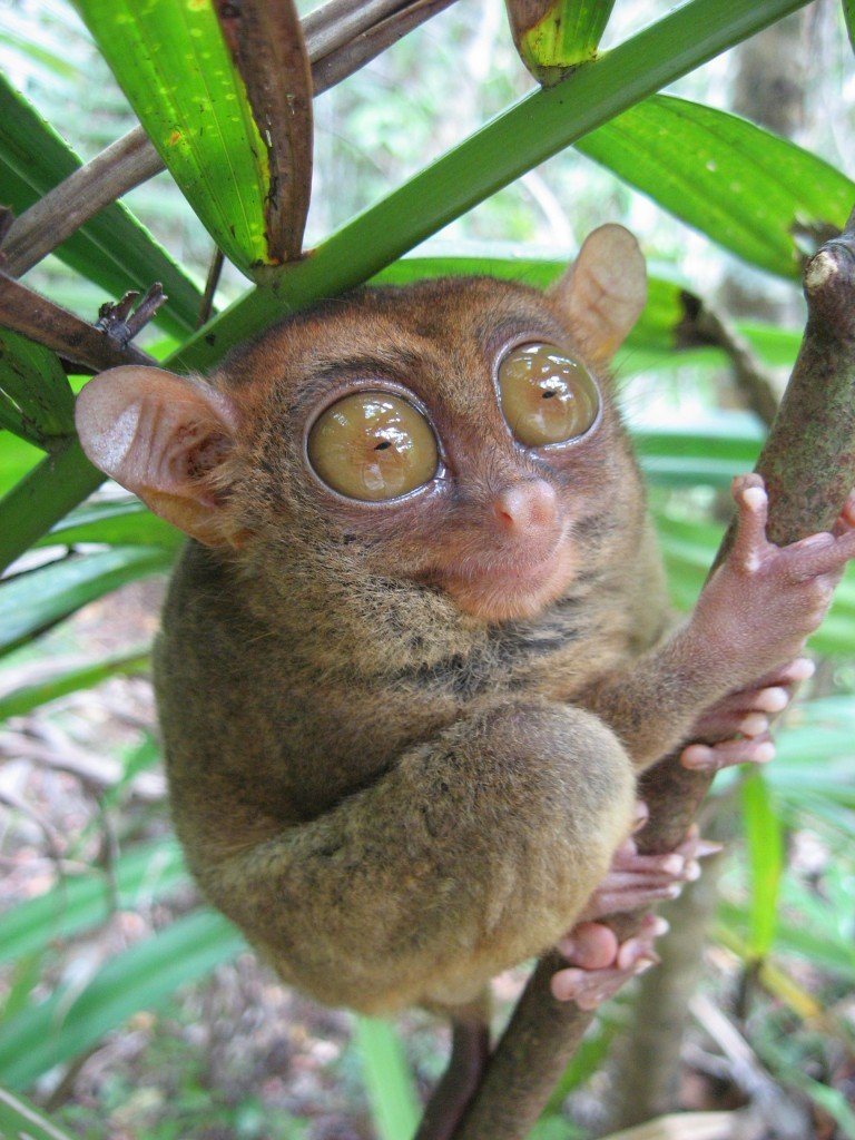 Tarsius-tarsier-768x1024.jpg