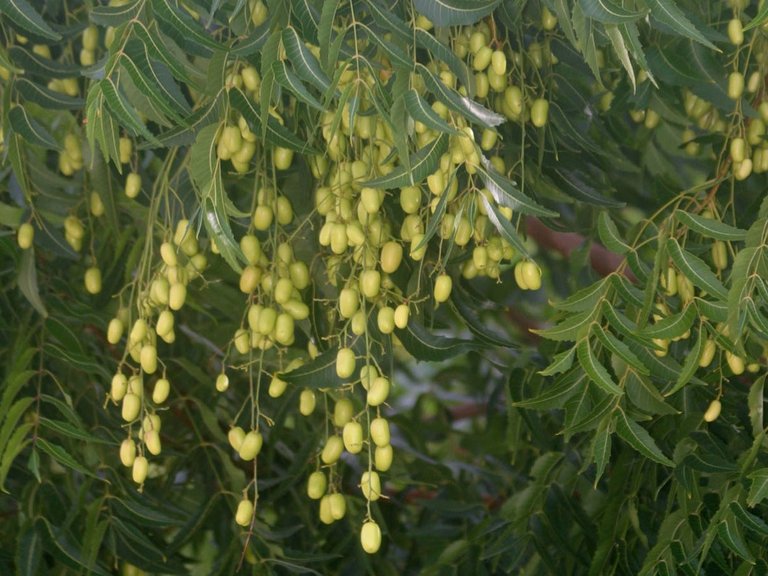 neem-tree-fruit-leaves 2.jpg