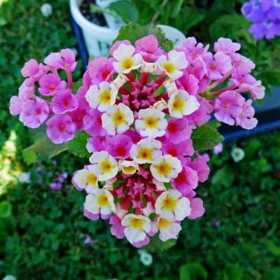 pinkberry-lantana-400x400.jpg