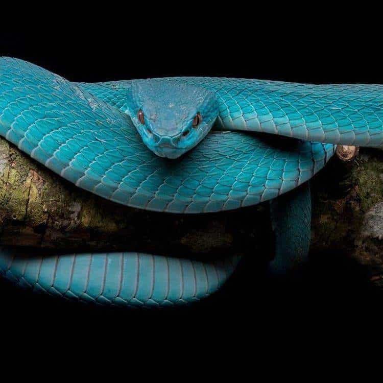 Ular-trimeresurus-insularis.jpg