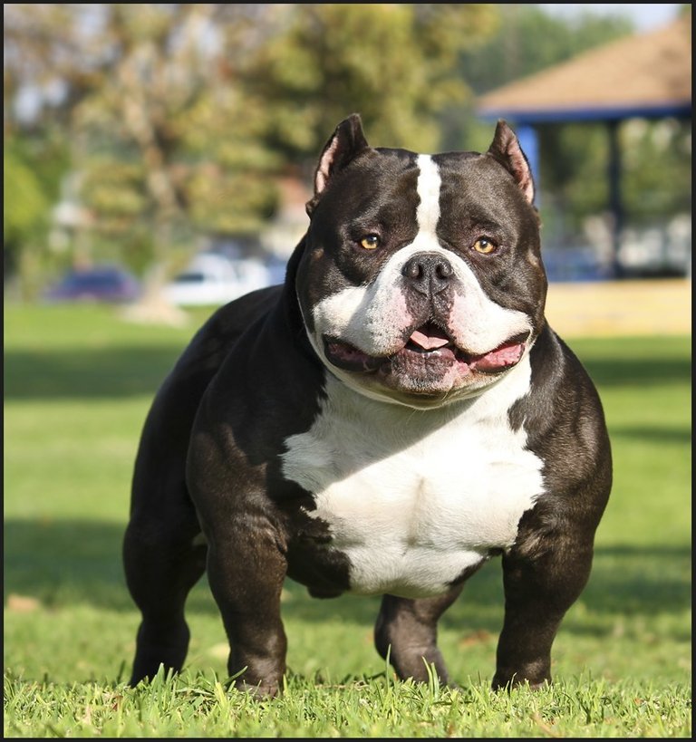 Pittbull Bully.jpg