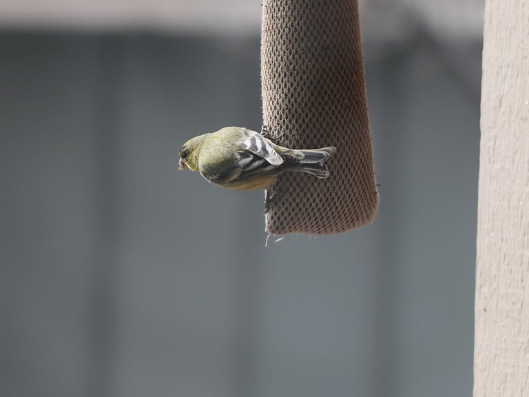 2E5A0008 Lesser Goldfinch.jpg