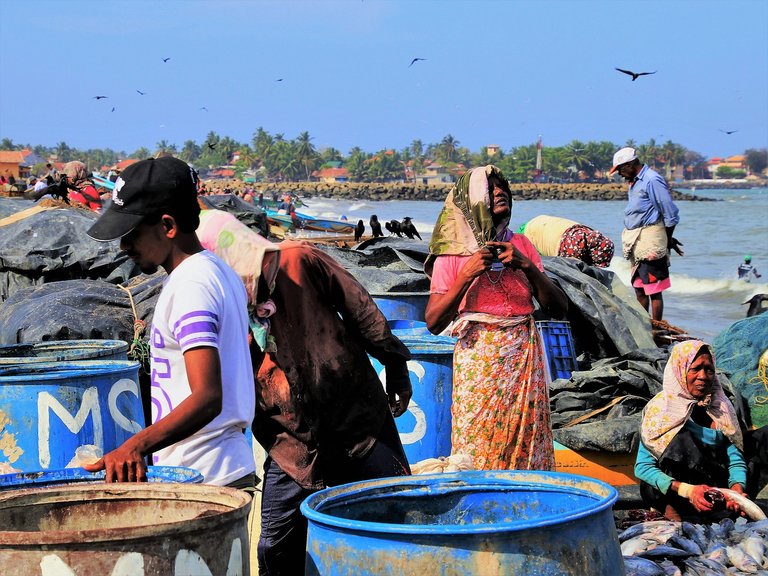 my photography fish market 3.jpg