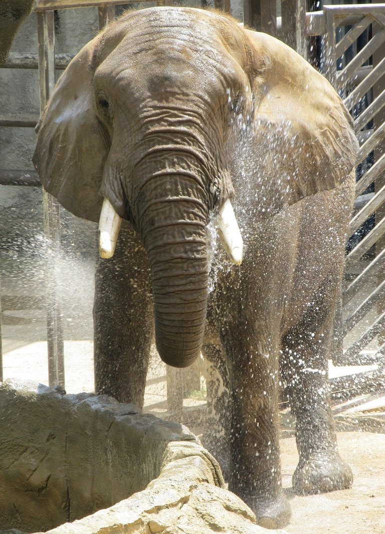 elephant-1992592_1280.jpg