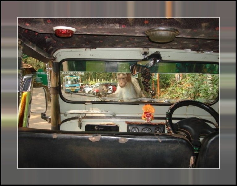 Monkeys Rickshaw.jpg