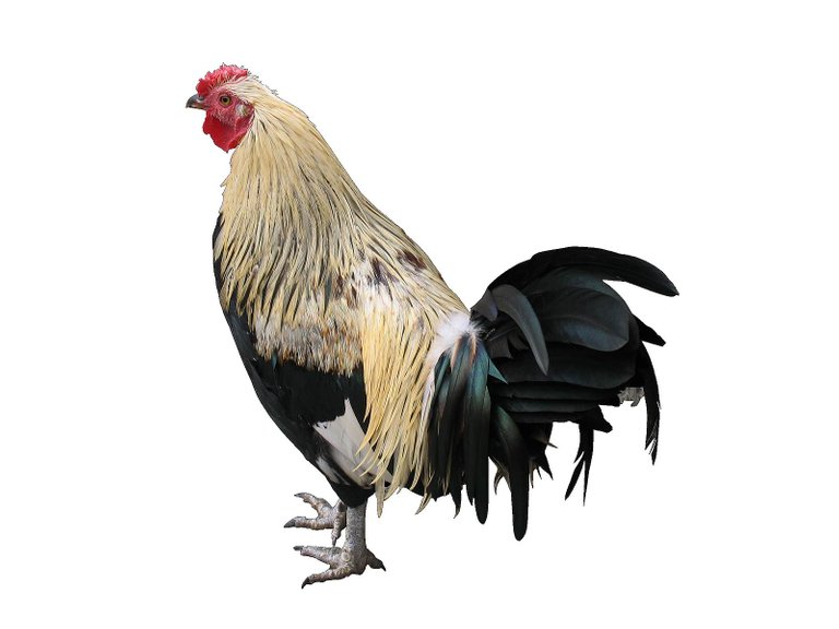 chicken-symbol.jpg