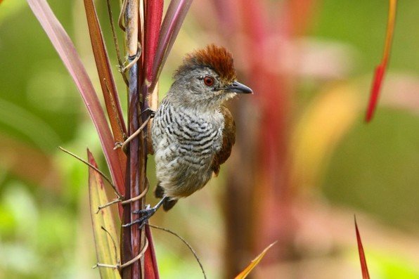 Antshrike-Rufous-capped-en-route-to-Intervales-Brazil-AR-13-596x397.jpg