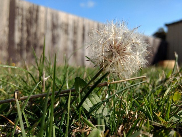 dandelion seed.jpg