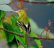 220px-Common_Iora.jpg