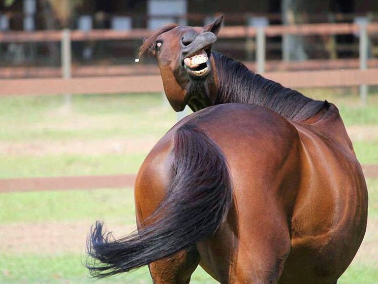 charlies-pet-care-smiling-horse.jpg