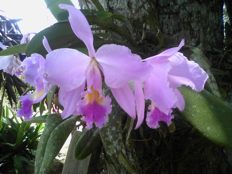 orquidea. Fotografía.jpg