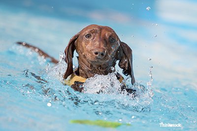 our-top-10-summer-safety-tips-dogs-468956999.jpg