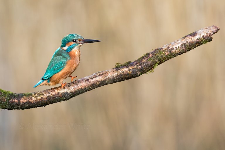 Kingfisher 11.JPG