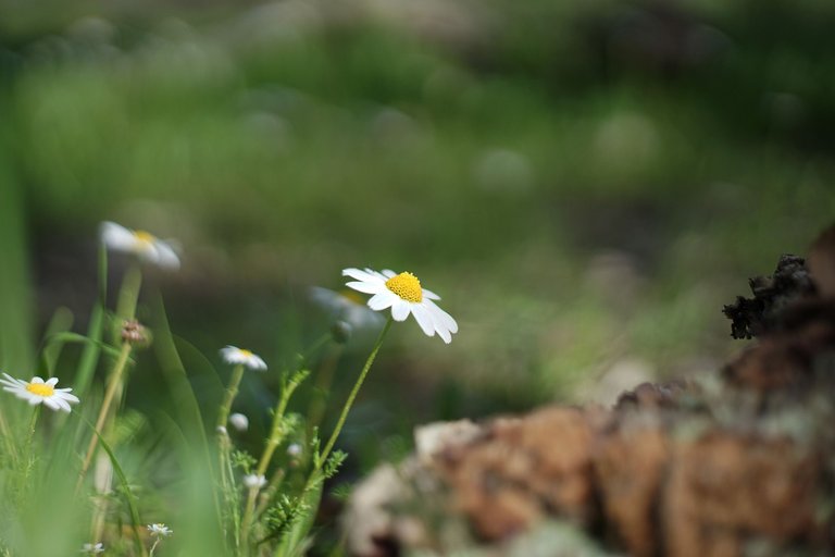 Marocan chamomile pentacon 1.jpg