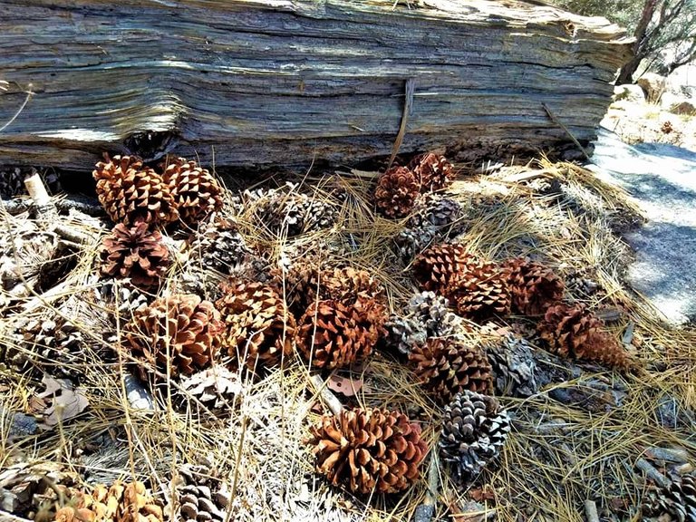 pine cones (2).jpg