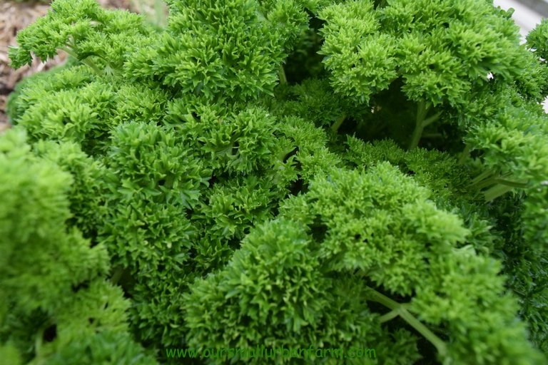 Parsley.jpg