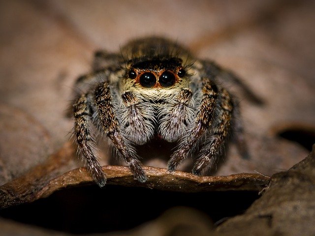 spider-1555216_640.jpg