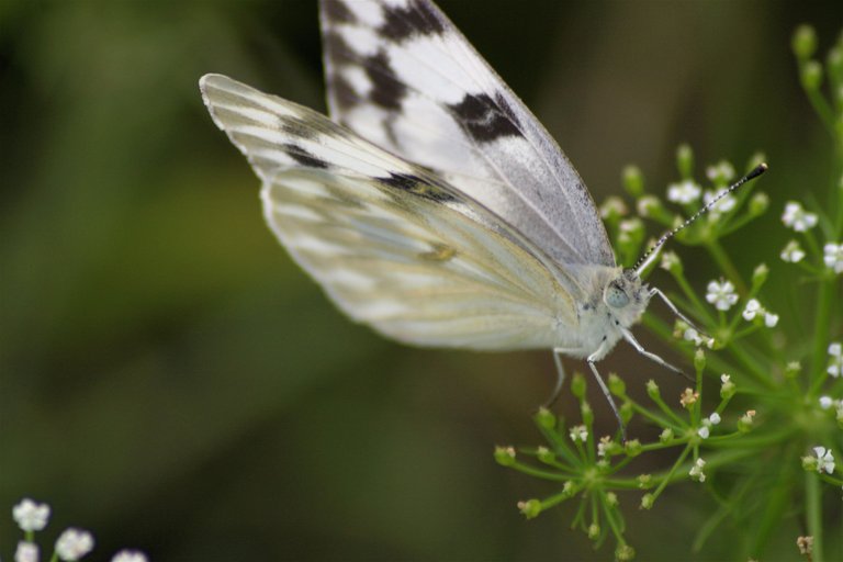 butterfly best really close.jpg