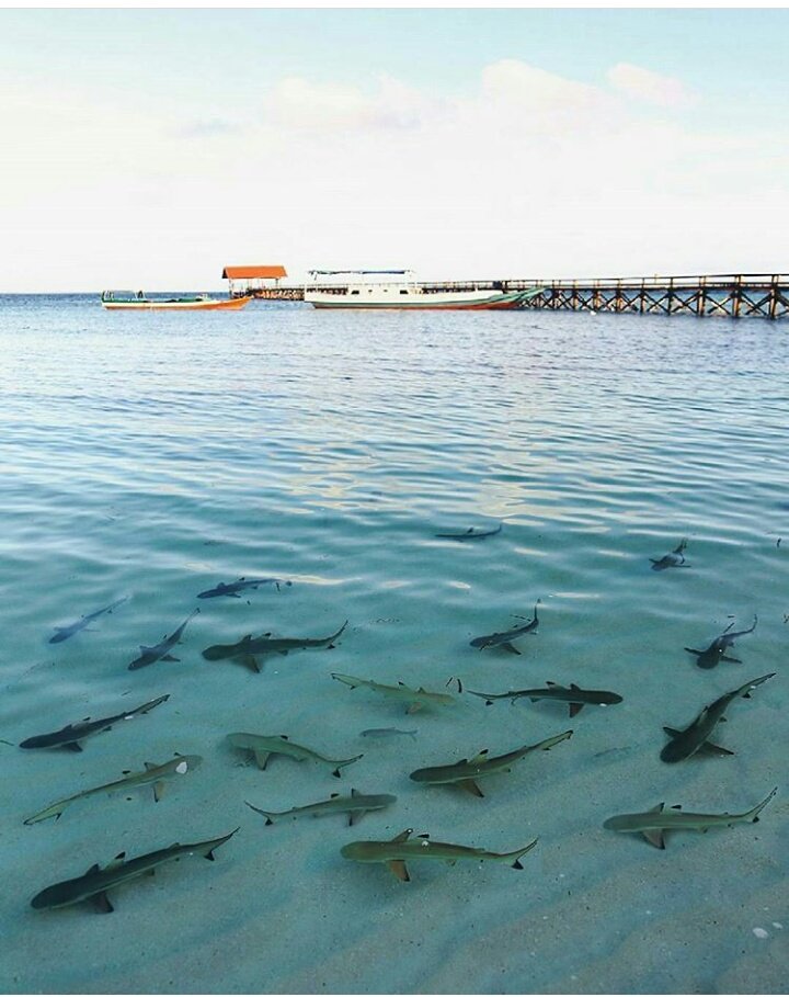 Baby Shark in Tanabo.jpeg