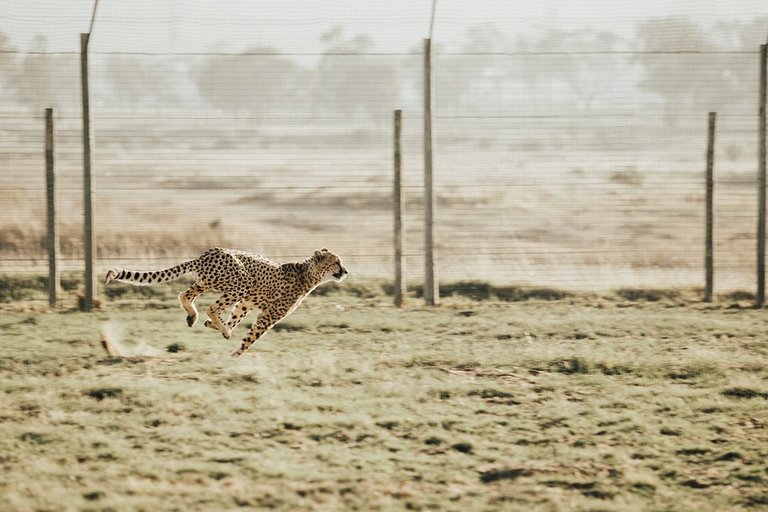 cheetah3.jpg