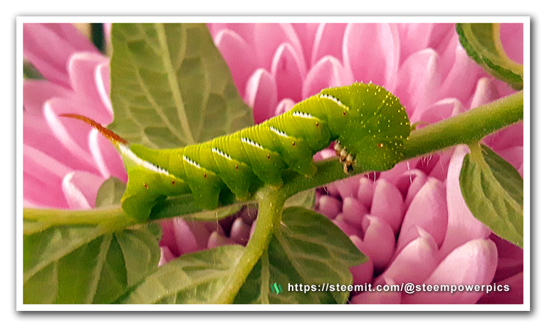 Tomato-Hornworms-03-SteemPowerPics.png