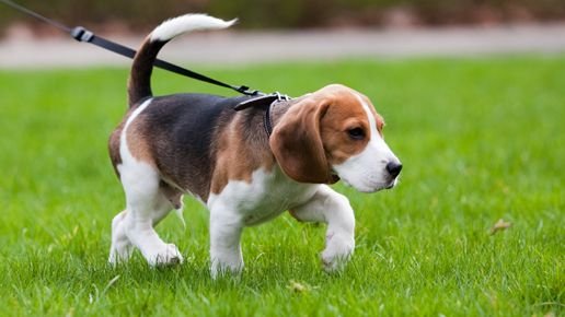 1093682-beagle-dog-on-the-scent.jpg