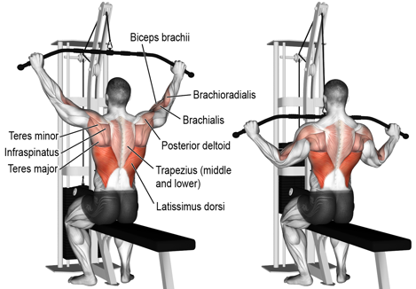 Lat Pull Down.PNG