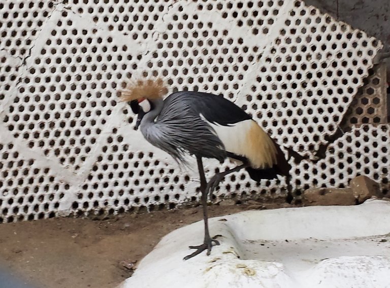 african grey crowned crane.jpg