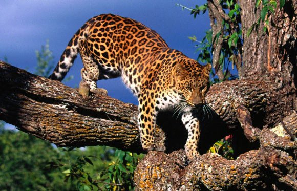 image_2530-Amur-Leopard.jpg