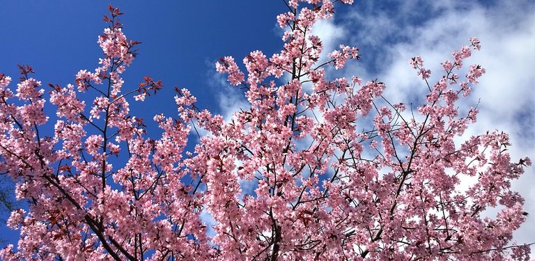 cherry-blossom-2997668_960_720.jpg