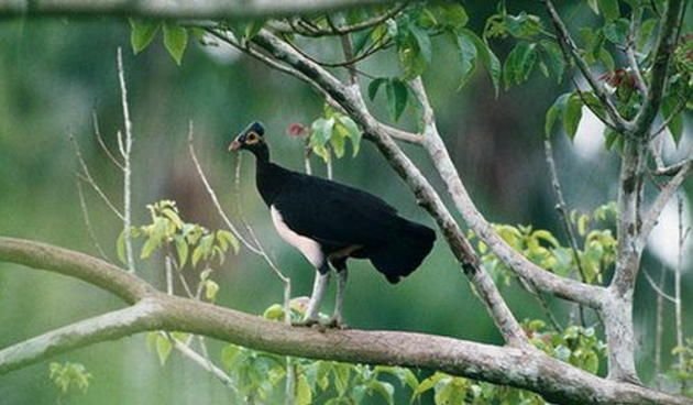 Burung Gosong kelompok-burung-maleo2.jpg