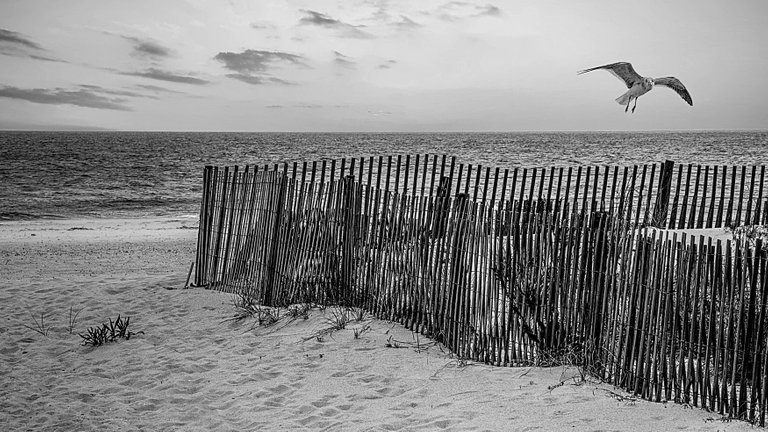 Black and White Fence.jpg