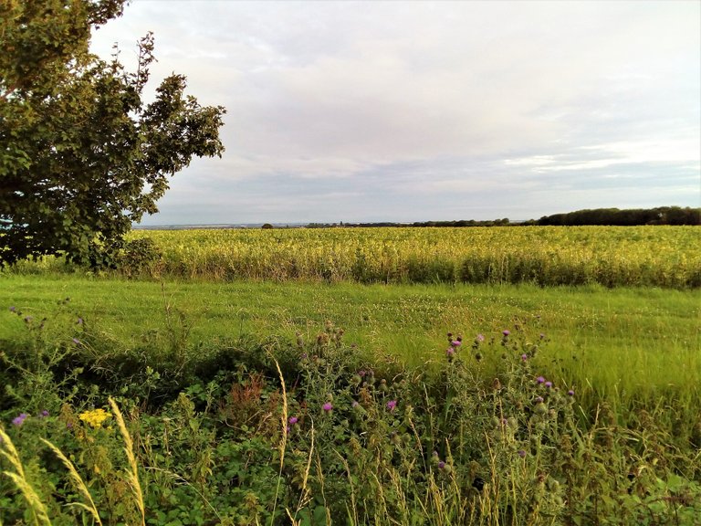 flowers in a field.jpg