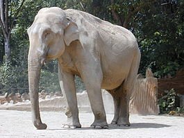 265px-200407_Elephant_9.JPG