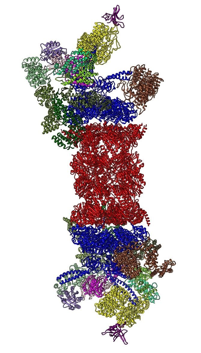 26S_proteasome_structure.jpg