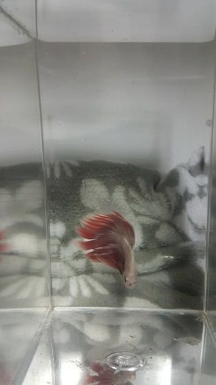 betta3.jpg