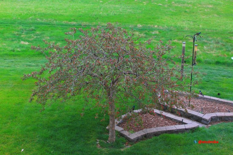 Indian Magic Flowering Crabapple IM-M2-0010.JPG