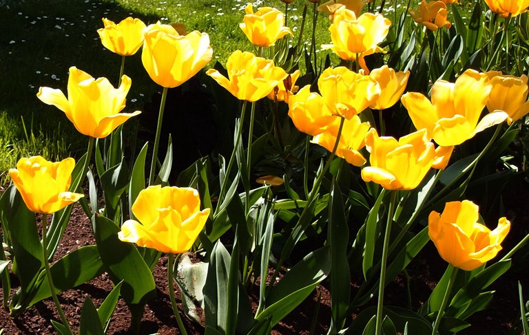 petals_yellow_12maggio2018.JPG