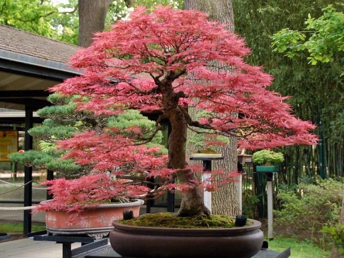 japanese-maple-bonsai01.jpg