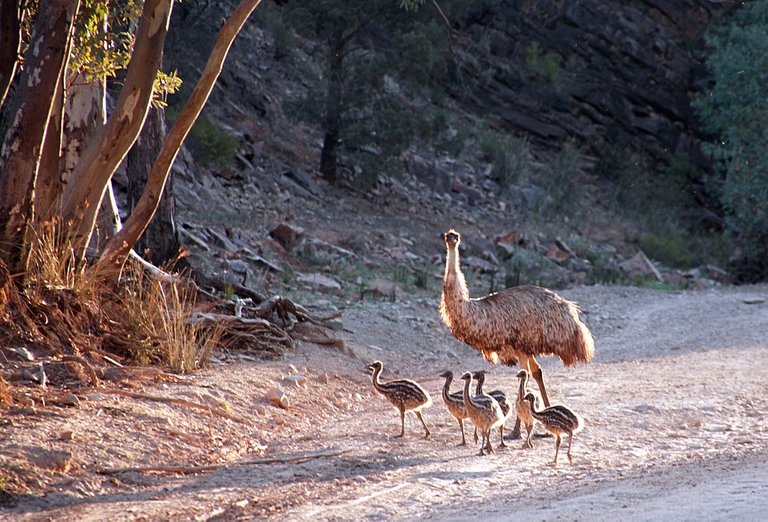 emus-163028_960_720.jpg