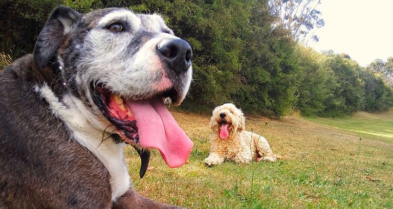 10-facts-about-dogs_1.jpg