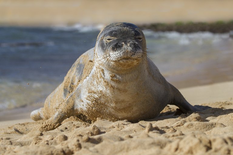 Mediterranean Monk Seal.jpg