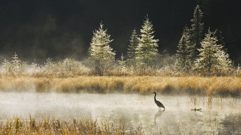 great blue heron 1920x1080.jpg