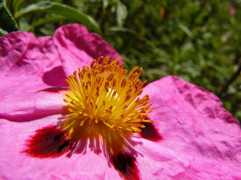 Cistus pink 2.jpg