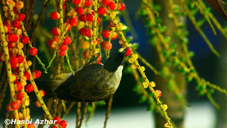 BURUNG_6.jpg